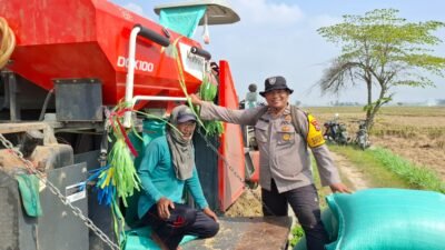 Panen Raya Penuh Berkah, Mas Bhabin Membaur di Sawah, Petani Nikmati Hasil Melimpah dan Harga Gabah Tinggi