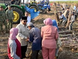 Presiden Tinjau Panen Tebu di Malang, Petani Harapkan Dukungan Pertanian Terus Berlanjut