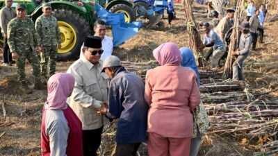 Presiden Tinjau Panen Tebu di Malang, Petani Harapkan Dukungan Pertanian Terus Berlanjut
