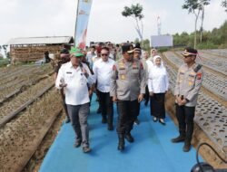 Perkuat Ketahanan Pangan, Polres Malang Tanam Bawang Putih di Lahan 1,5 Hektare